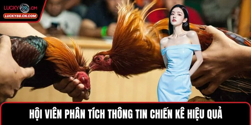 Đá Gà LUCKY88 - Khám Phá Sảnh Cược Online Đẳng Cấp Nhất 5 Hội viên phân tích thông tin chiến kê hiệu quả