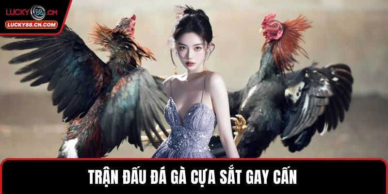 Đá Gà LUCKY88 - Khám Phá Sảnh Cược Online Đẳng Cấp Nhất 3 Trận đấu đá gà cựa sắt gay cấn